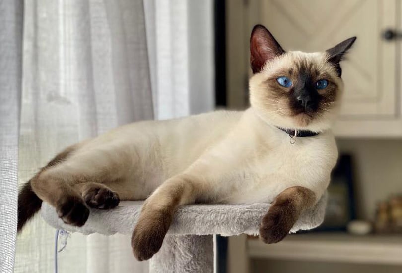 siamese cat of lavish cattery