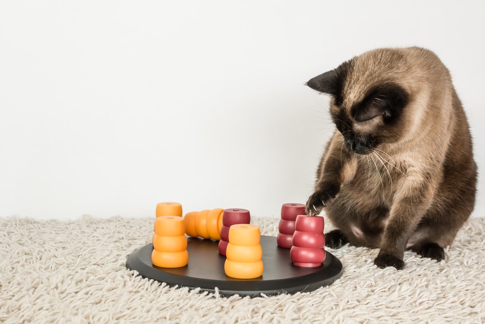 siamese cat solving pet puzzle to get to the treats.