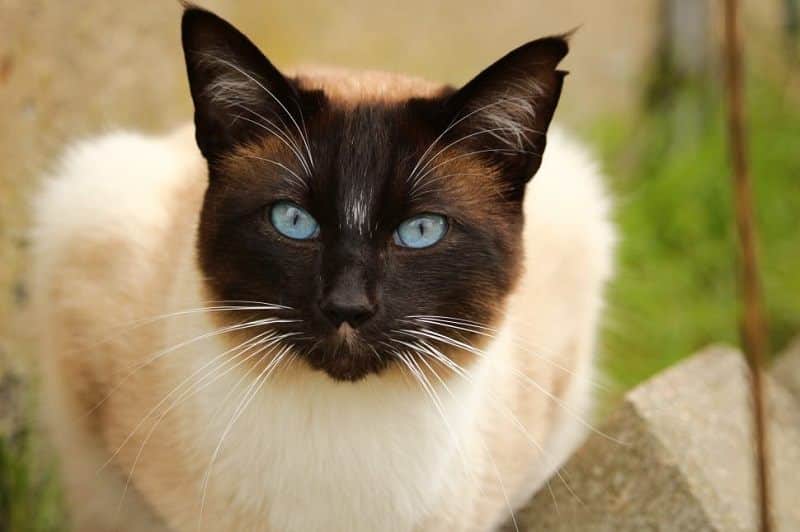 siamese closeup