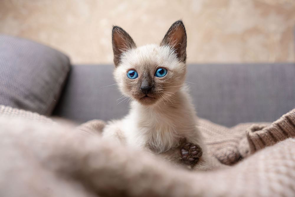 siamese kitten playing