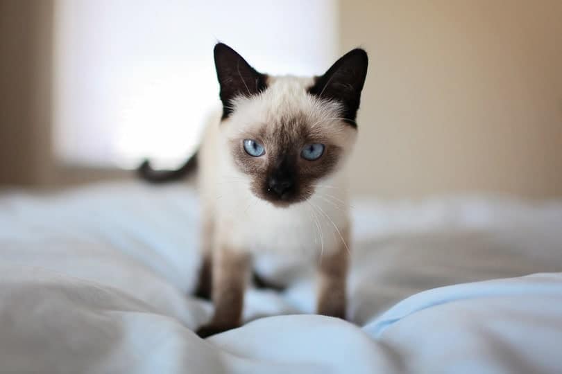 siamese kitten standing on bed