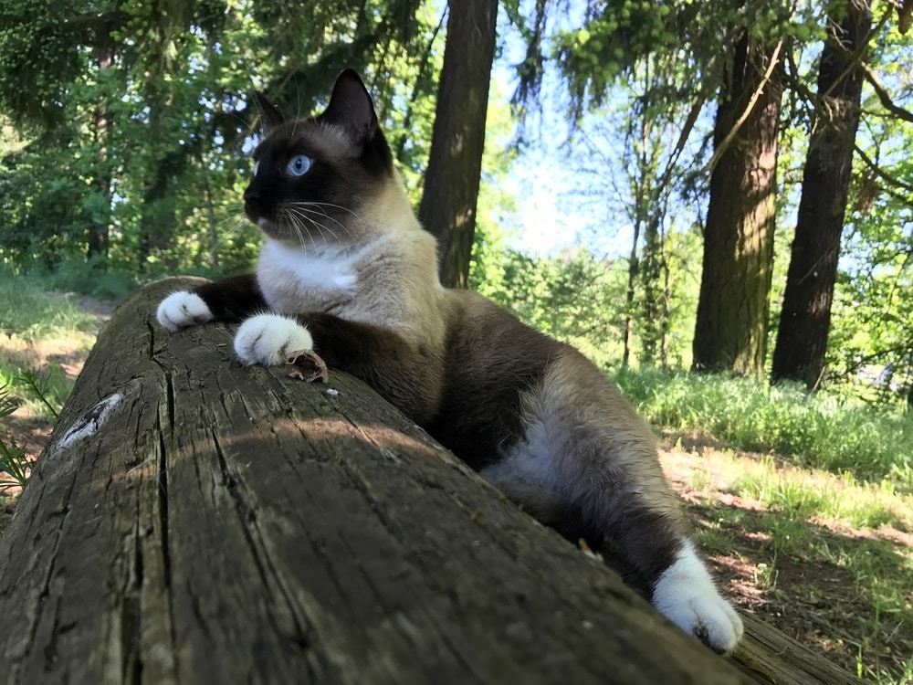 siamese snowshow cat in the forest