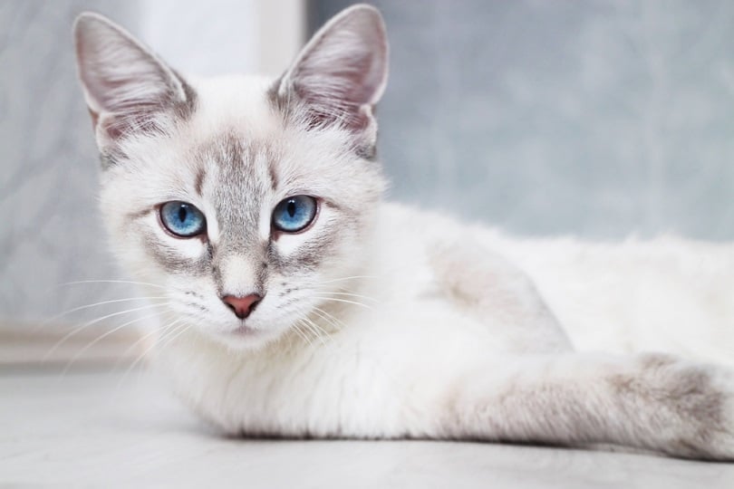 siamese thai blue eyed cat_catinrocket_shutterstock