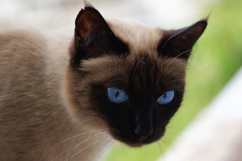 siamese