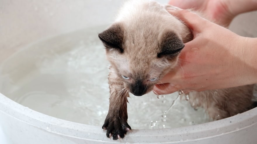 https://www.catster.com/wp-content/uploads/2023/12/siamse-cat-taking-a-bath_Blik-Sergey-Shutterstock.jpg