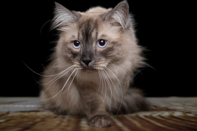 siberian cat close up