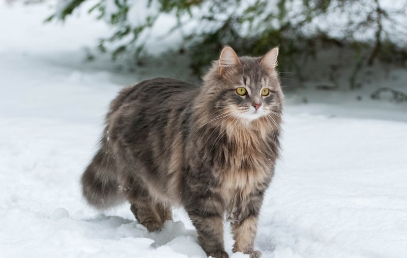 siberian cat in the snow