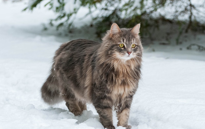 Siberian cat walking in the snow