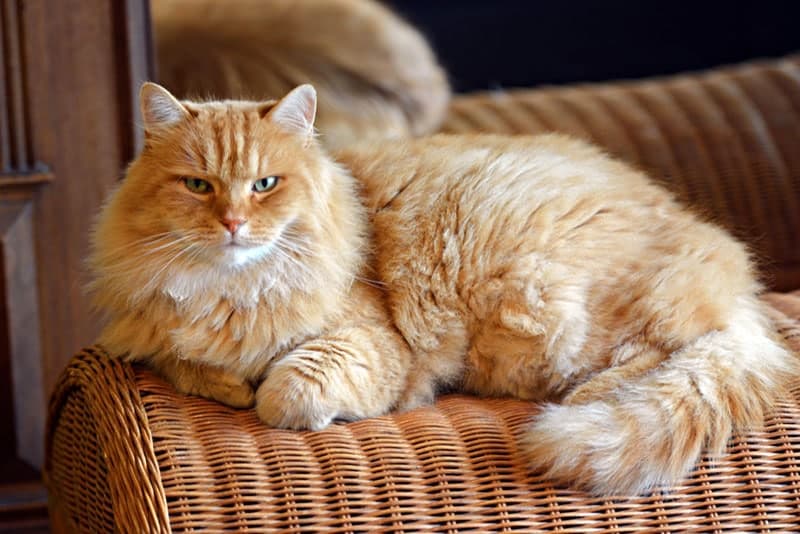 siberian cat lying on the couch