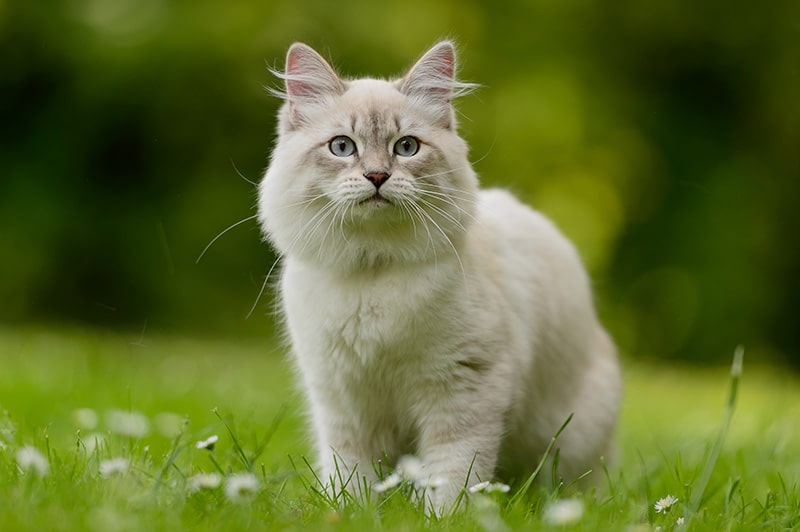 siberian cat on the grass