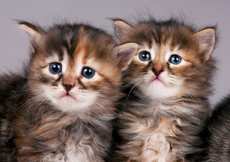 siberian kittens up close