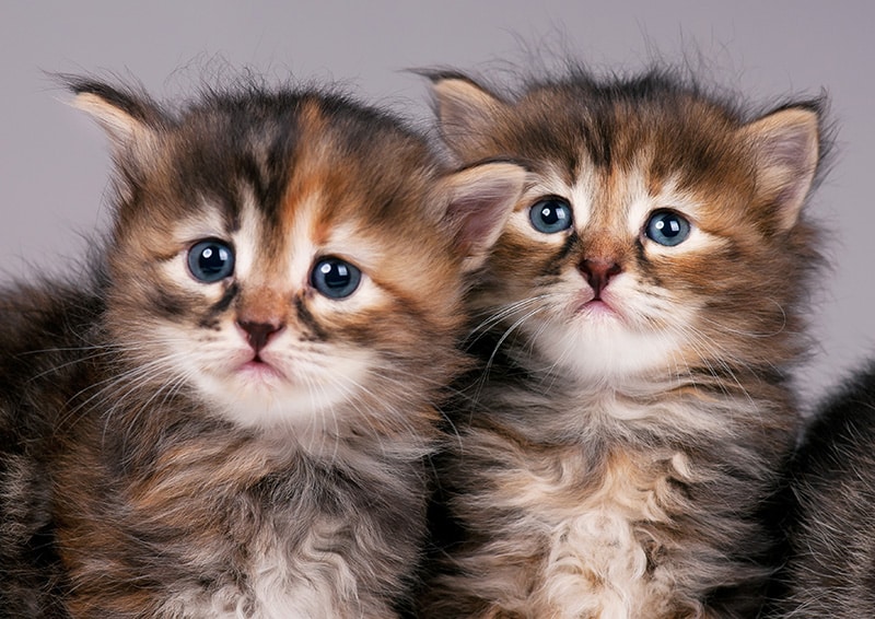 Siberian Cat Breed Info Pictures Temperament Traits Catster