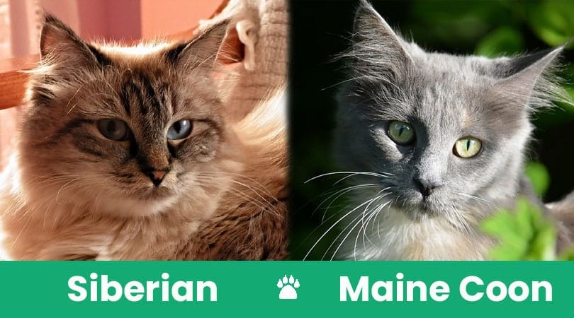 siberian vs maine coon visual