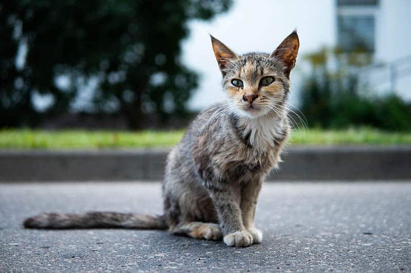 sick and skinny cat sitting on the pavement
