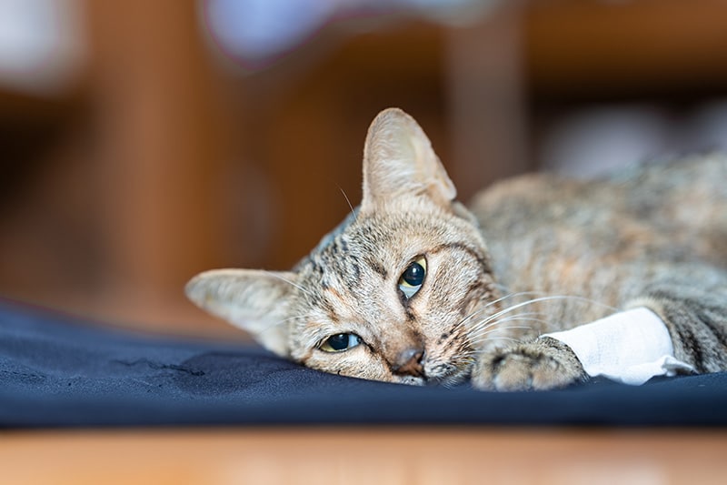 sick cat lying on the floor