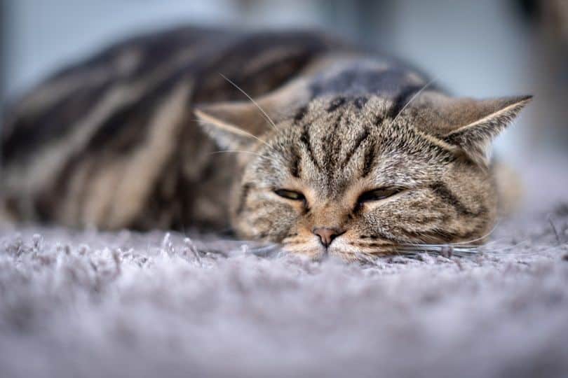 sick cat lying on blanket