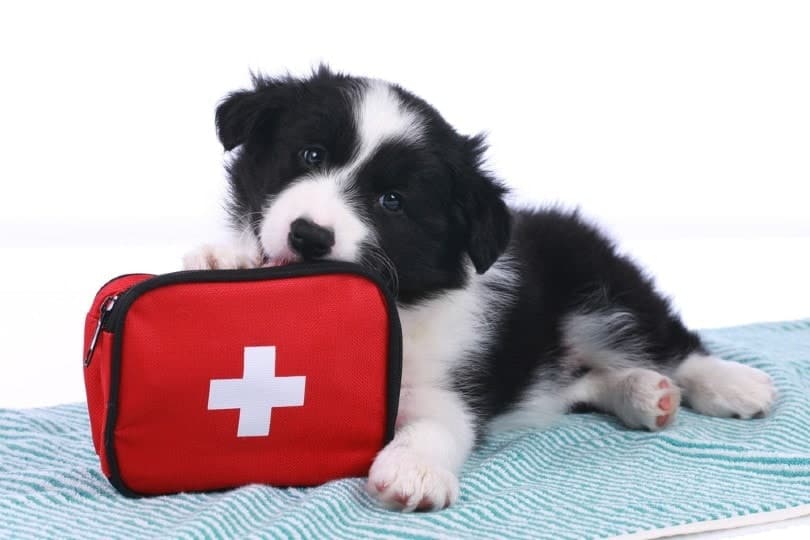 sick puppy with first aid kit