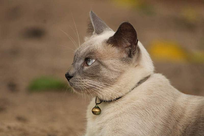 Side view of a cat wearing a collar with a bell