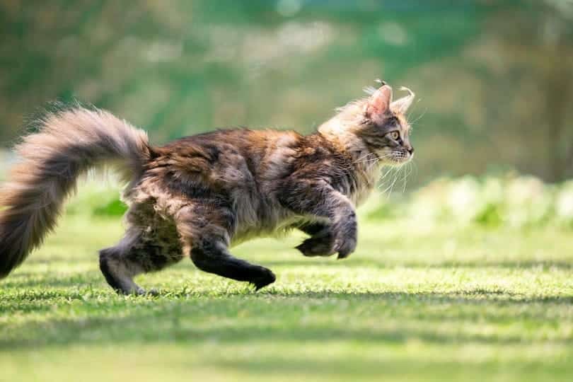 side view of a young playful maine coon cat