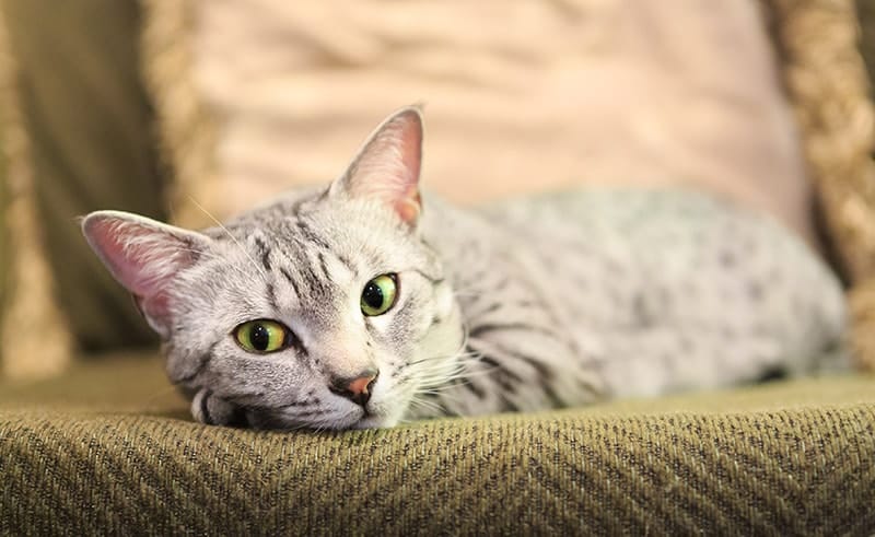 silver egyptian mau cat resting on the couch