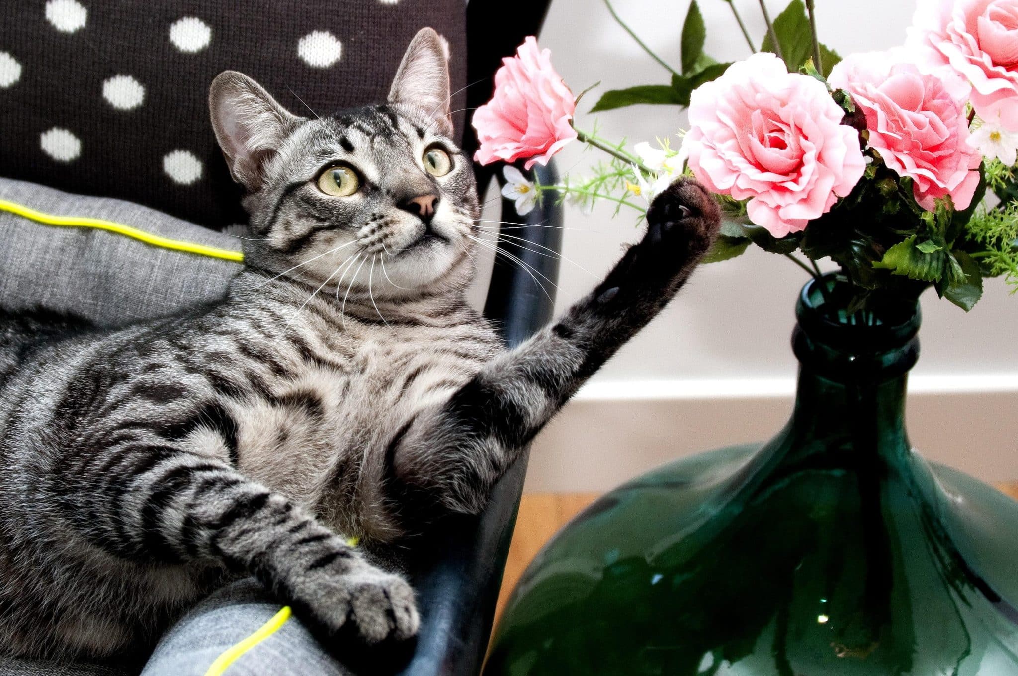 Grey silver tabby cat with flowers