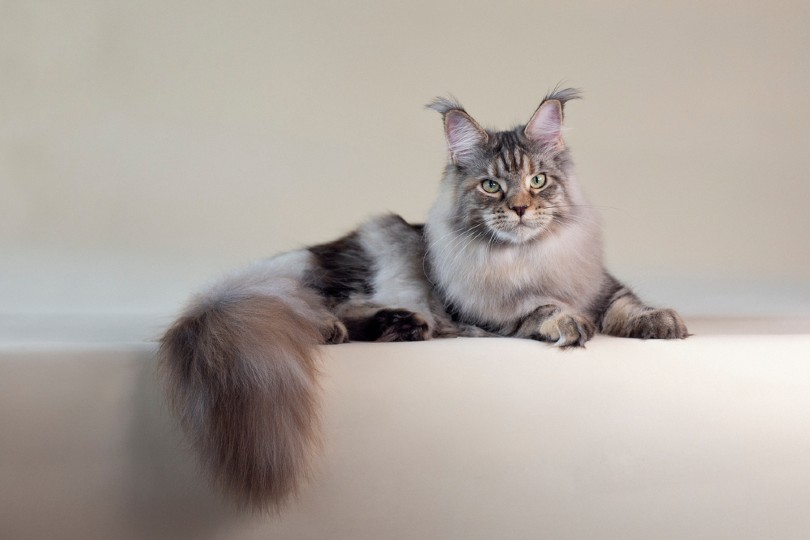silver maine coon cat