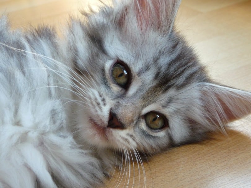 silver maine coon kitten