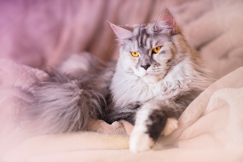 silver maine coon lying on the bed