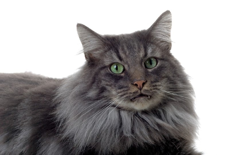 silver patched tabby norwegian forest cat