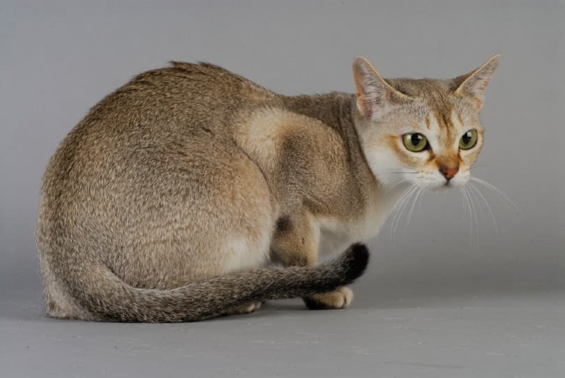 singapura cat curling on grey background