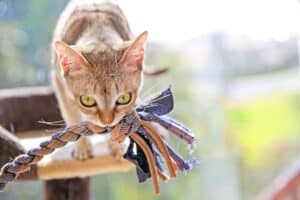 The 5 Best Interactive Cat Toys for Bored Cats In 2024 