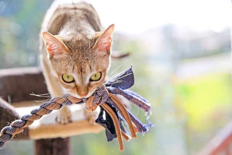 singapura cat playing toy