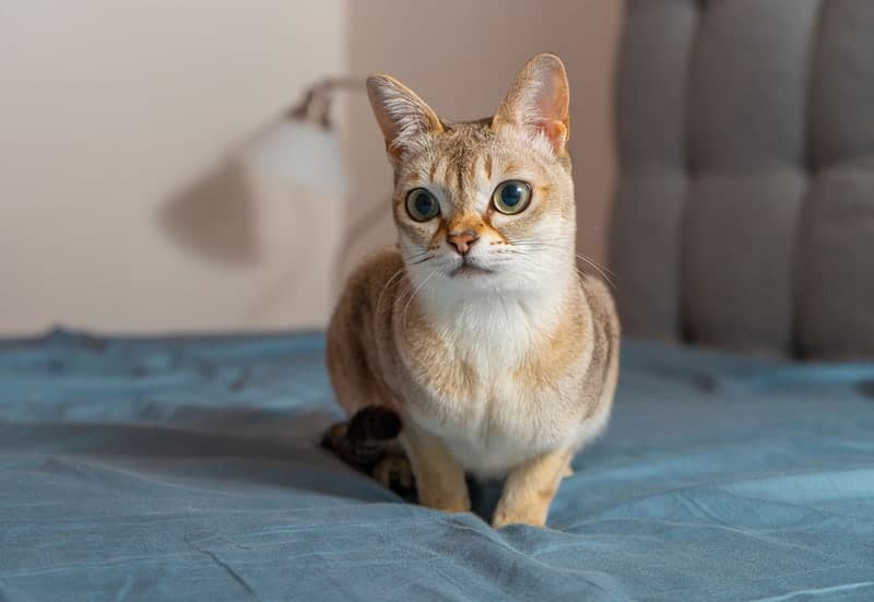 singapura cat sitting on bed