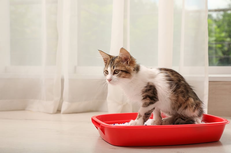 skinny cat on the litter tray