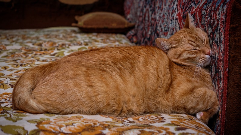 sleeping cat pressing its head on the wall