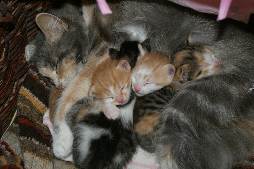 sleeping cat with kittens