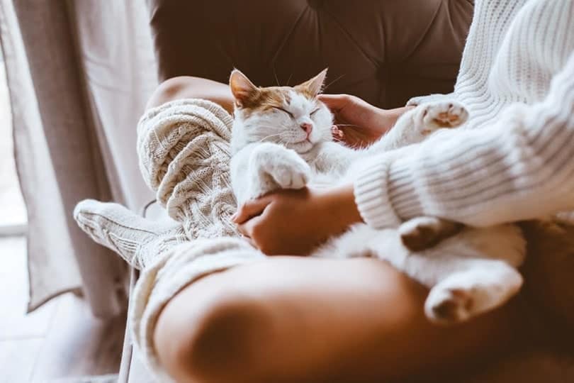 sleepy cat laying on the lap of owner