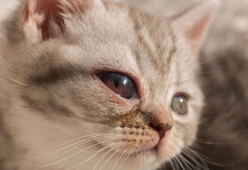 small kitten with congenital cataract of one eye