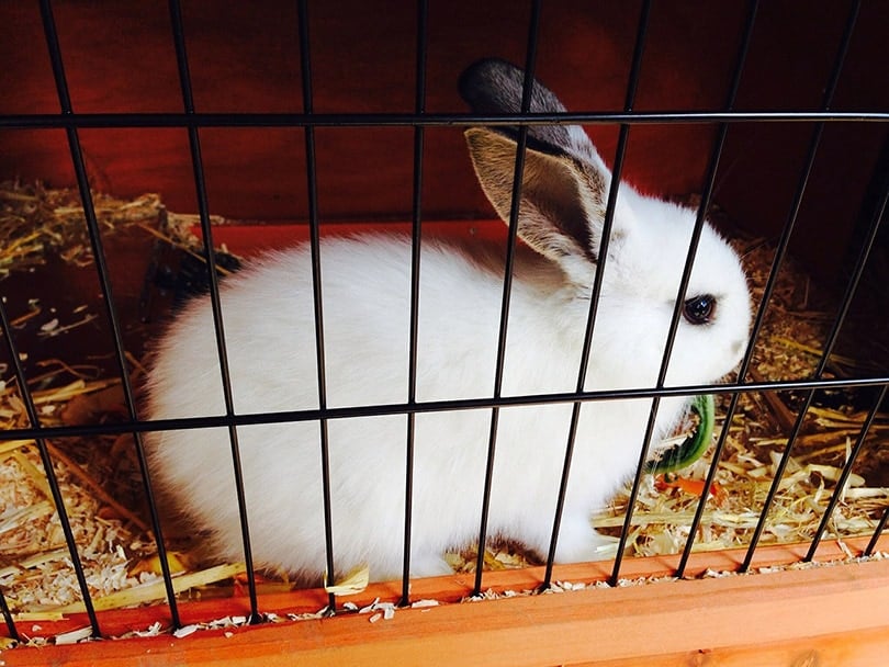 small rabbit in a cage