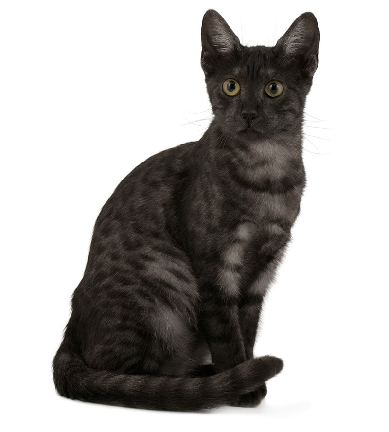 Smoke Egyptian Mau cat on white background