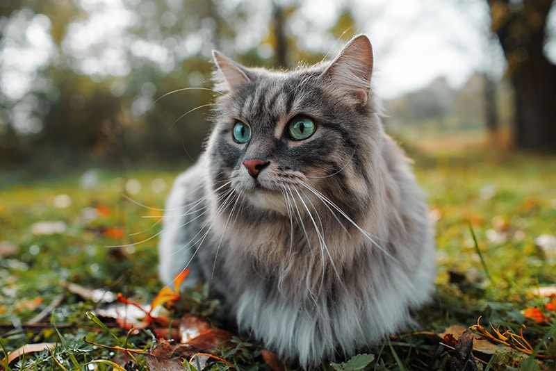 smoke siberian cat lying on the grass