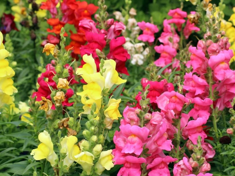 snapdragon flowers