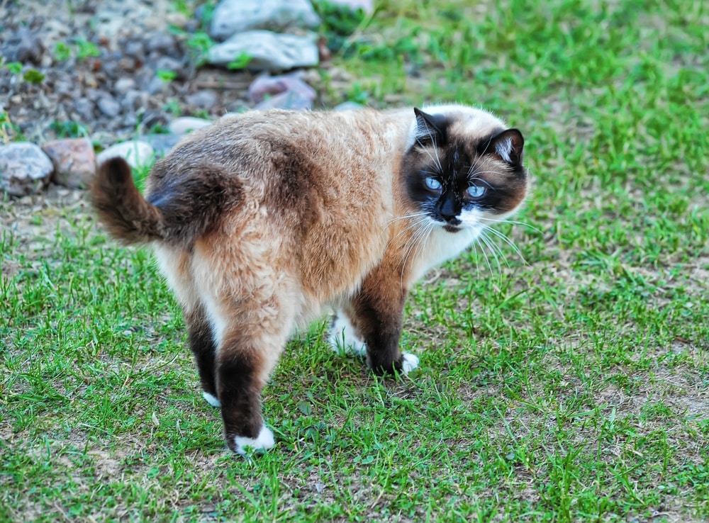 snowshoe siamese cat in the grass