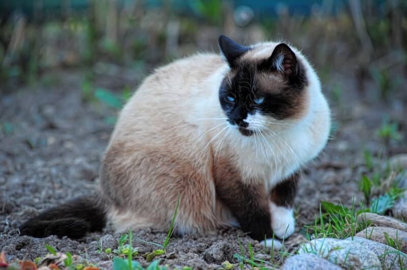 snowshoe siamses cat sitting