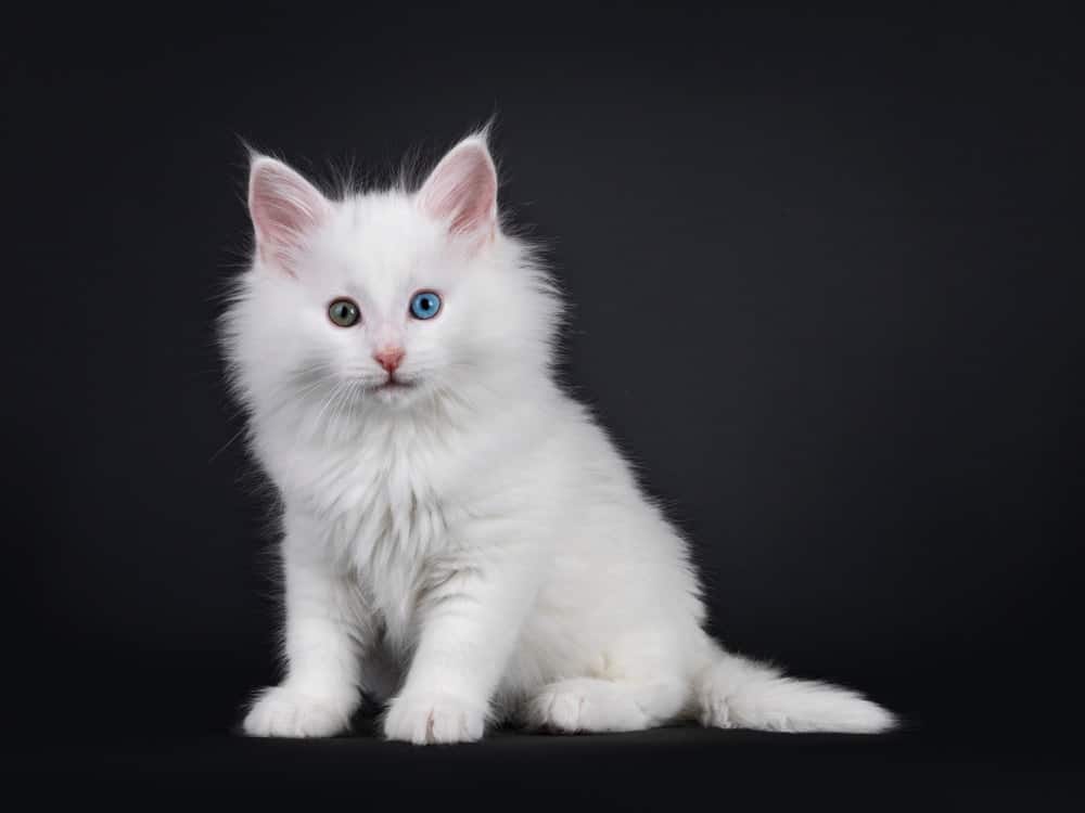 solid white Norwegian Forestcat kitten with different colored eyes
