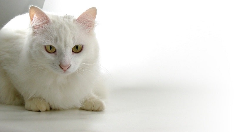 solid white persian