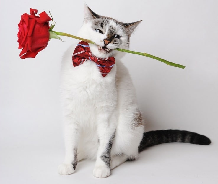 Spanish cat with rose
