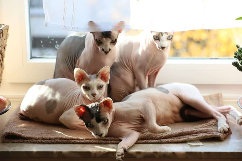 sphinx cats