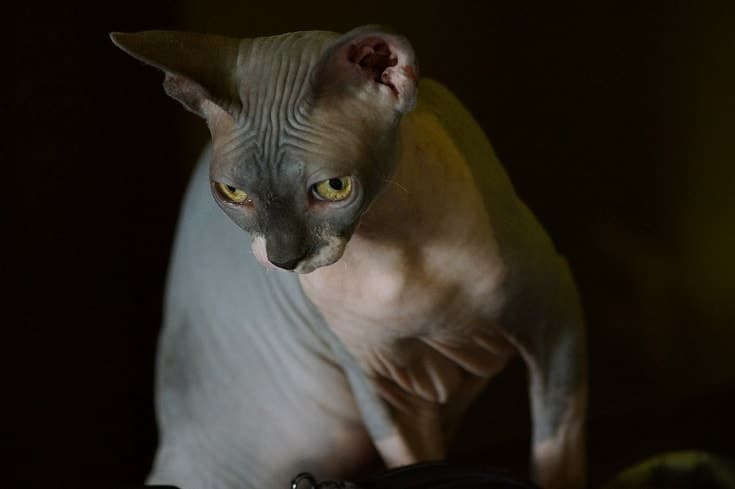 sphynx