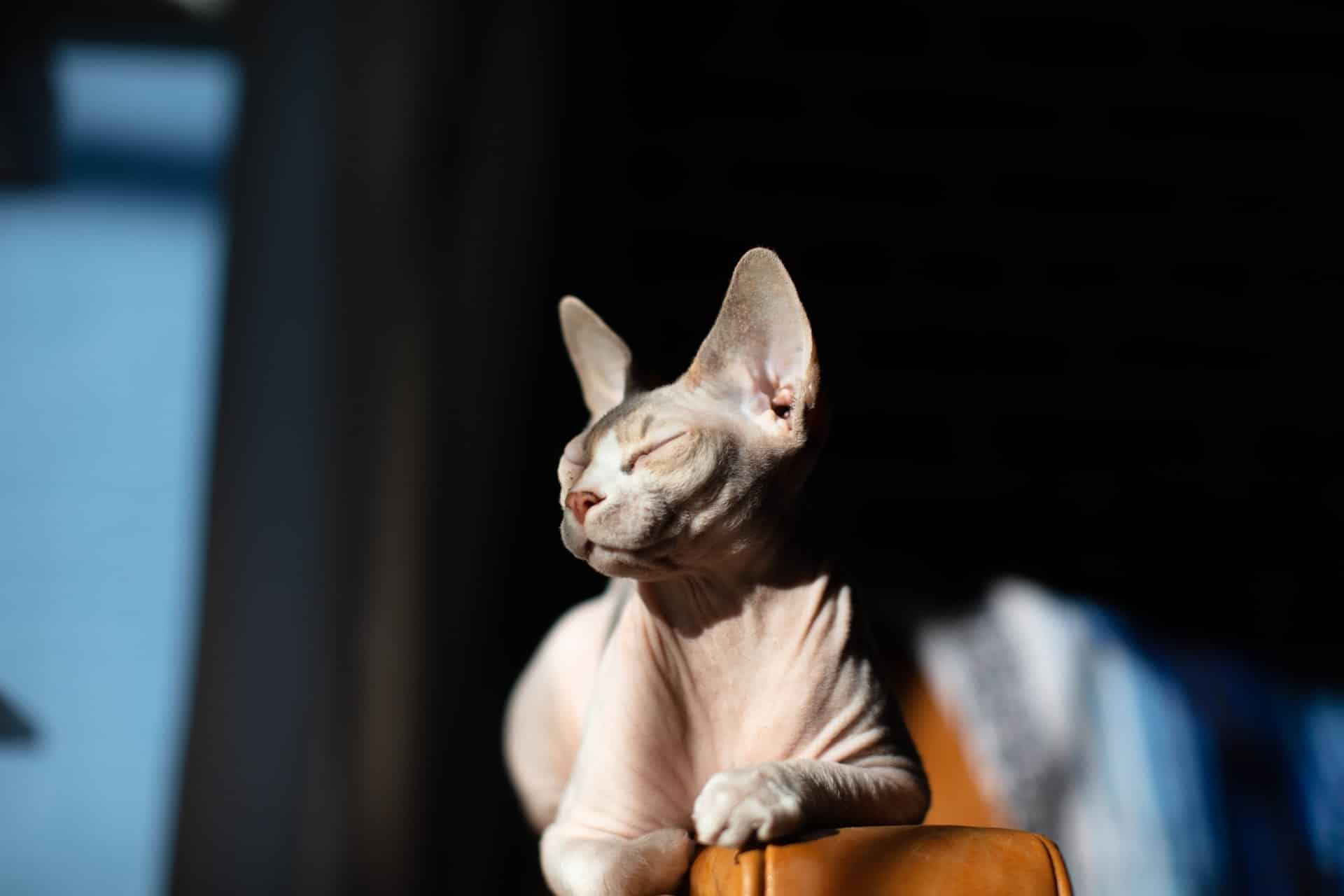 sphynx cat lying on sofa's arm in a sun spot